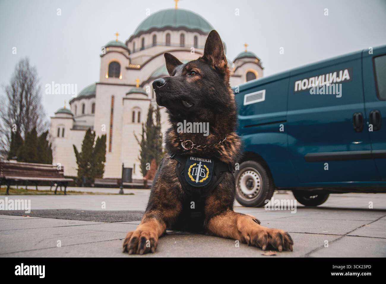 Polizeihund Deutscher Schäferhund posiert Stockfoto