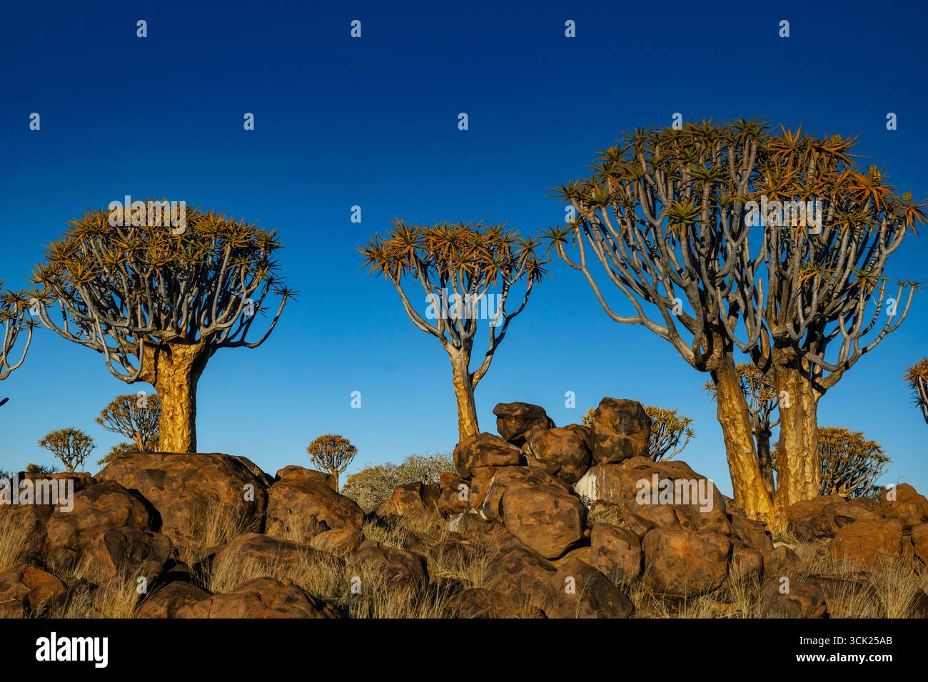 Köcherbäume wachsen auf Doleritfelsen in der Nähe von Keetmanshoop in Namibia Stockfoto
