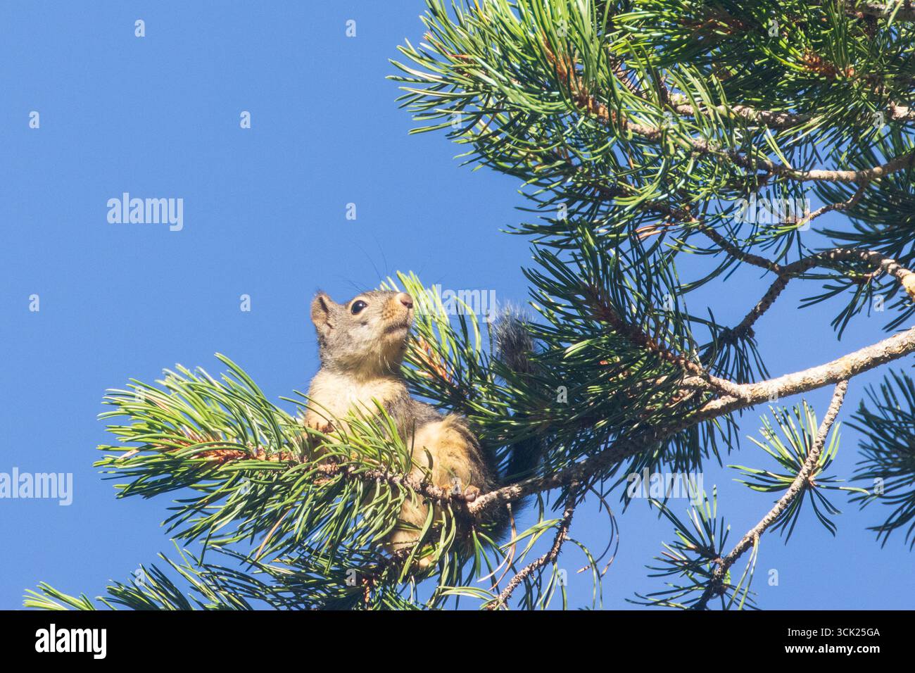 Douglas-Eichhörnchen (Tamiasciurus douglasii) in einer weißen Kiefer im Sierra County, Kalifornien. Stockfoto