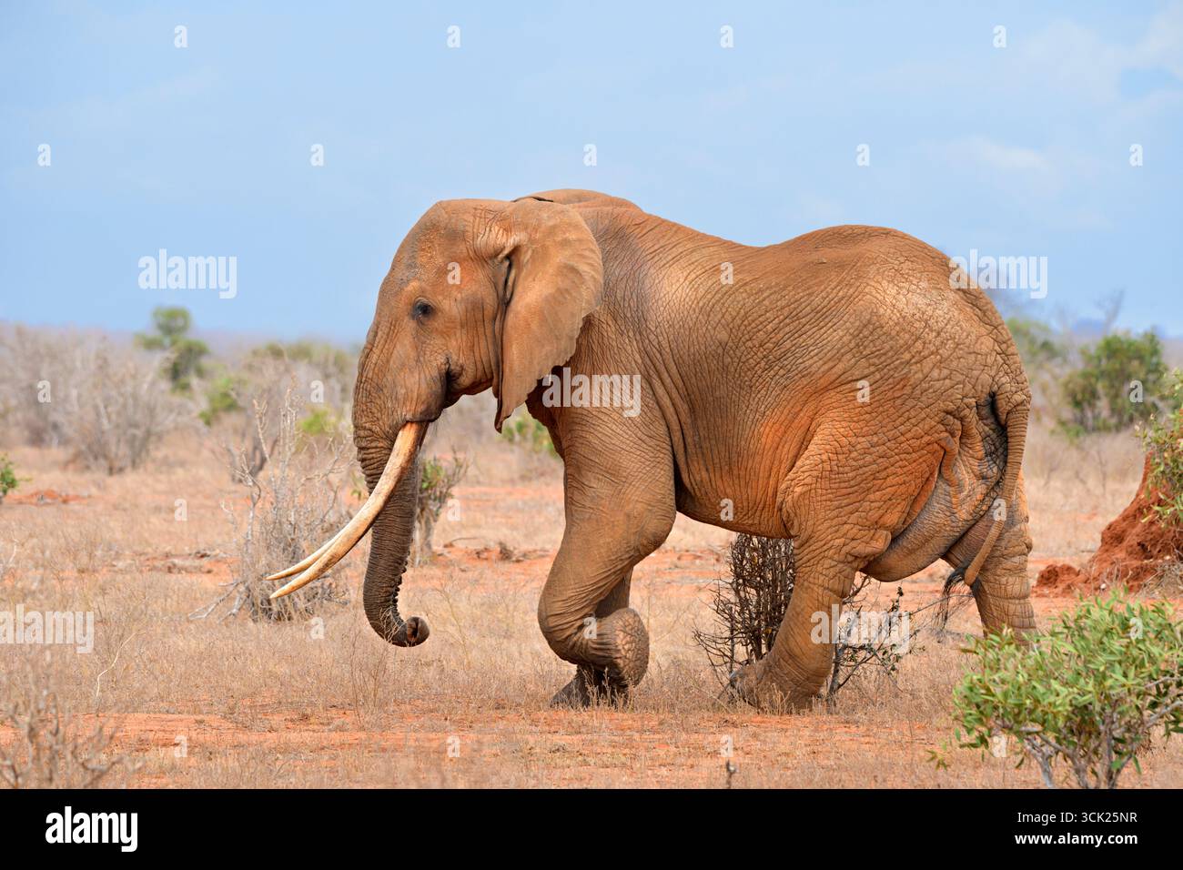 Männlicher afrikanischer Elefant (Loxodonta africana) mit großen Stoßzähnen in der Savanne, Tsavo East National Park, Kenia Stockfoto