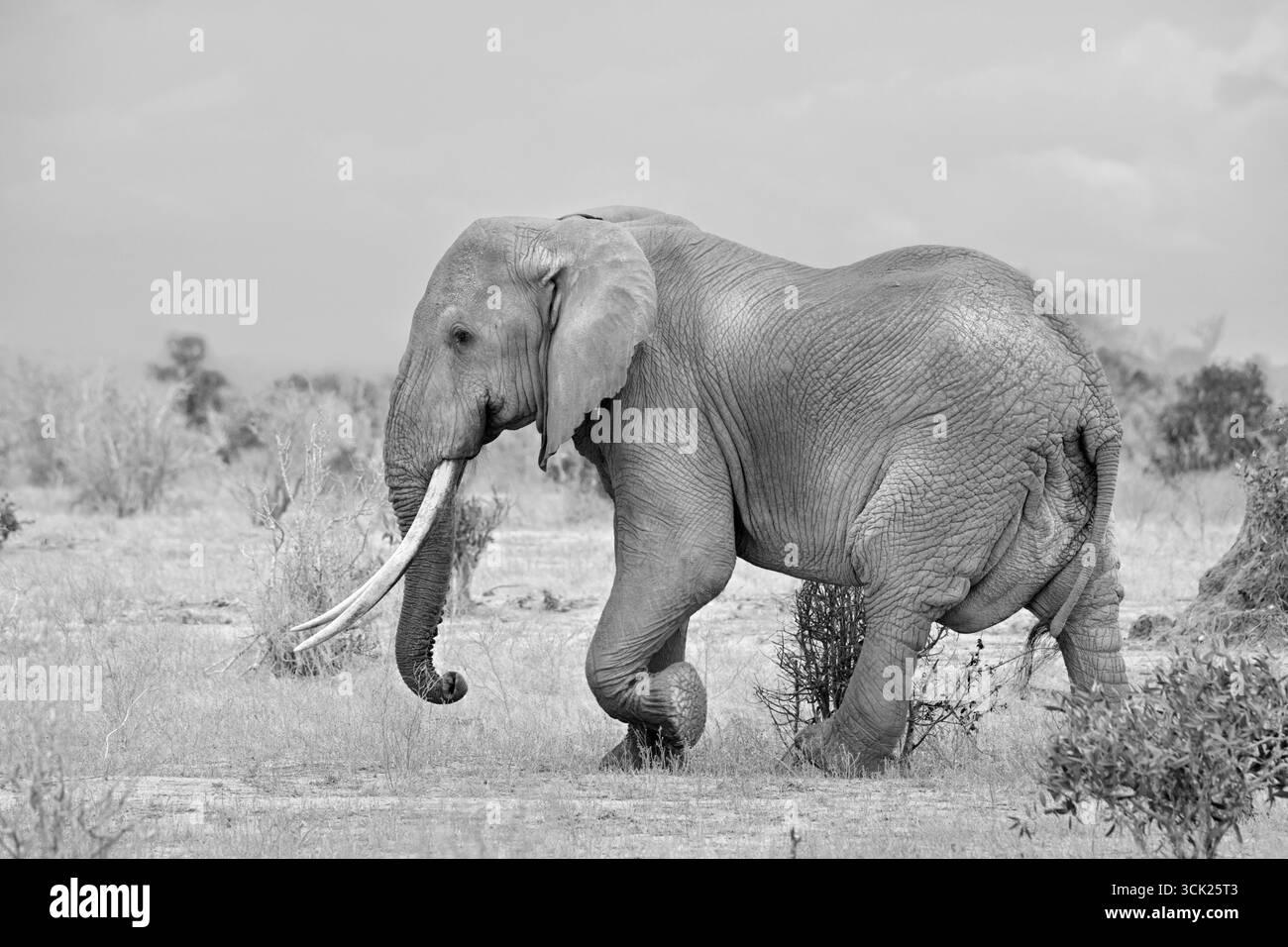 Männlicher afrikanischer Elefant (Loxodonta africana) mit großen Stoßzähnen, Tsavo East National Park, Kenia. Schwarz-weiß-Version mit erhöhter Hautstruktur Stockfoto