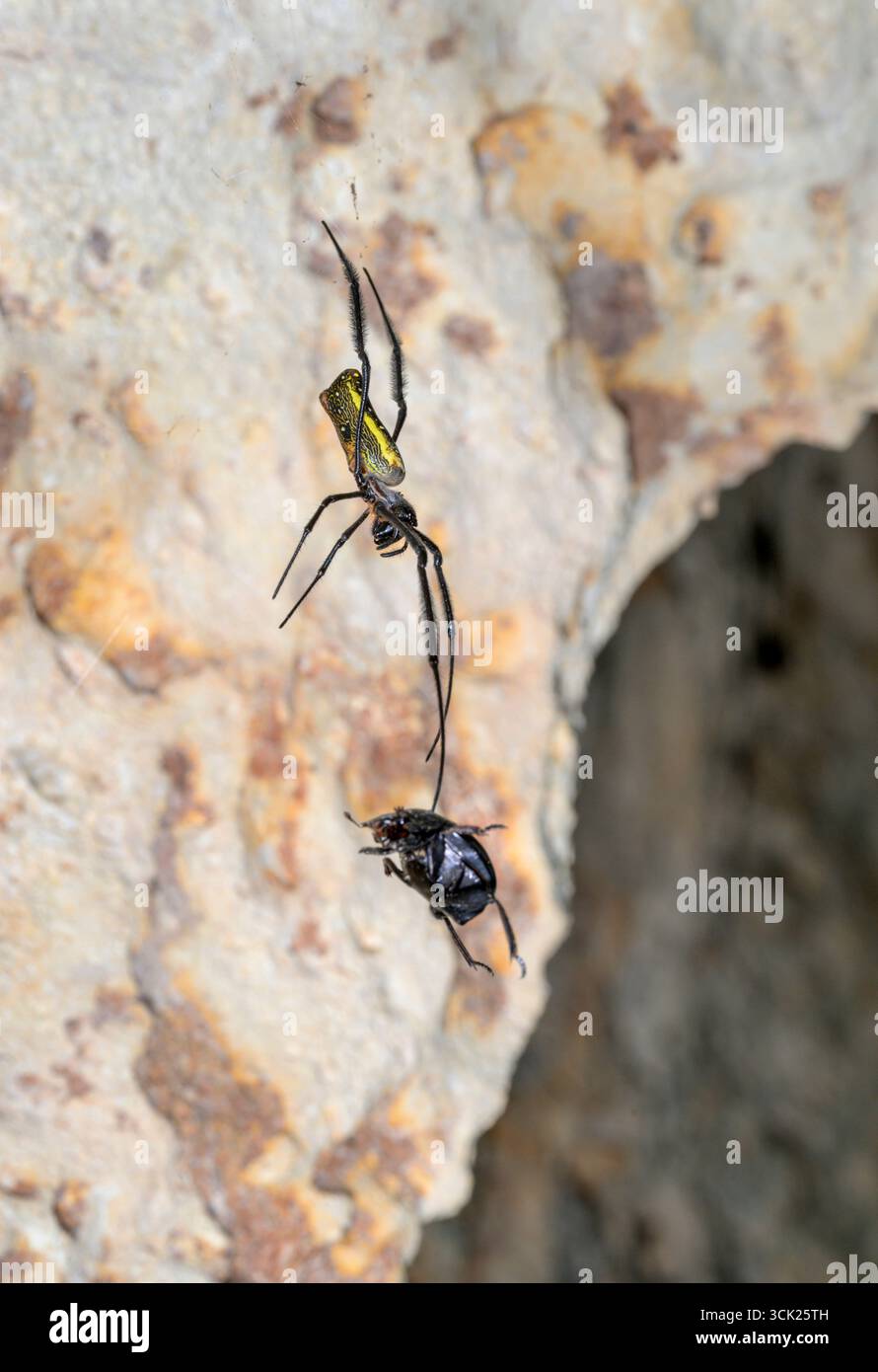 Goldene Orbflederspinne (Nephila oder Trichonephila sp) in einer Höhle mit einem Dungkäfer im Netz, drei Schwesterhöhlen; Kwale County, Kenia. Stockfoto