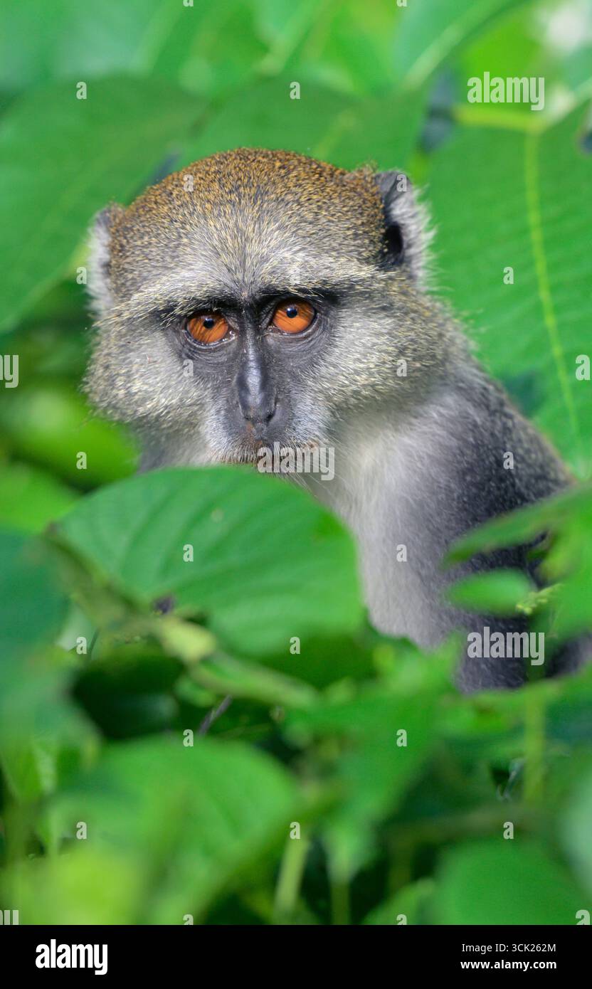 Sykes' Affe oder Kolb's White Collared oder Samango Monkey (Cercopithecus mitis albogularis) versteckt sich in Baumblättern, Kwale County, Küste Kenia. Stockfoto