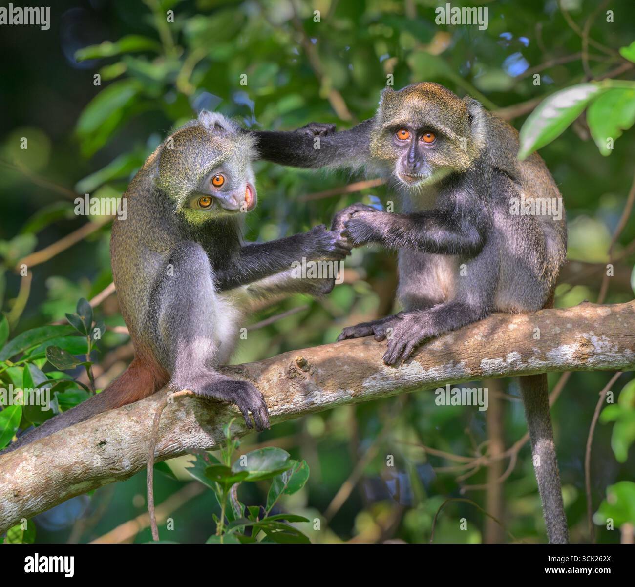 Junge Sykes' Affen oder Kolb's White Collared oder Samango Affen (Cercopithecus mitis albogularis) spielen im Walddach, Kwale County, Kenia Stockfoto