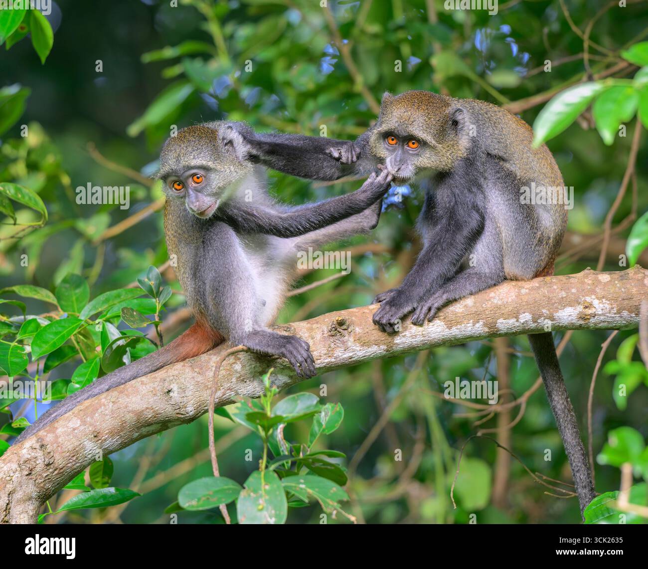 Junge Sykes' Affen oder Kolb's White Collared oder Samango Affen (Cercopithecus mitis albogularis) spielen im Walddach, Kwale County, Kenia Stockfoto