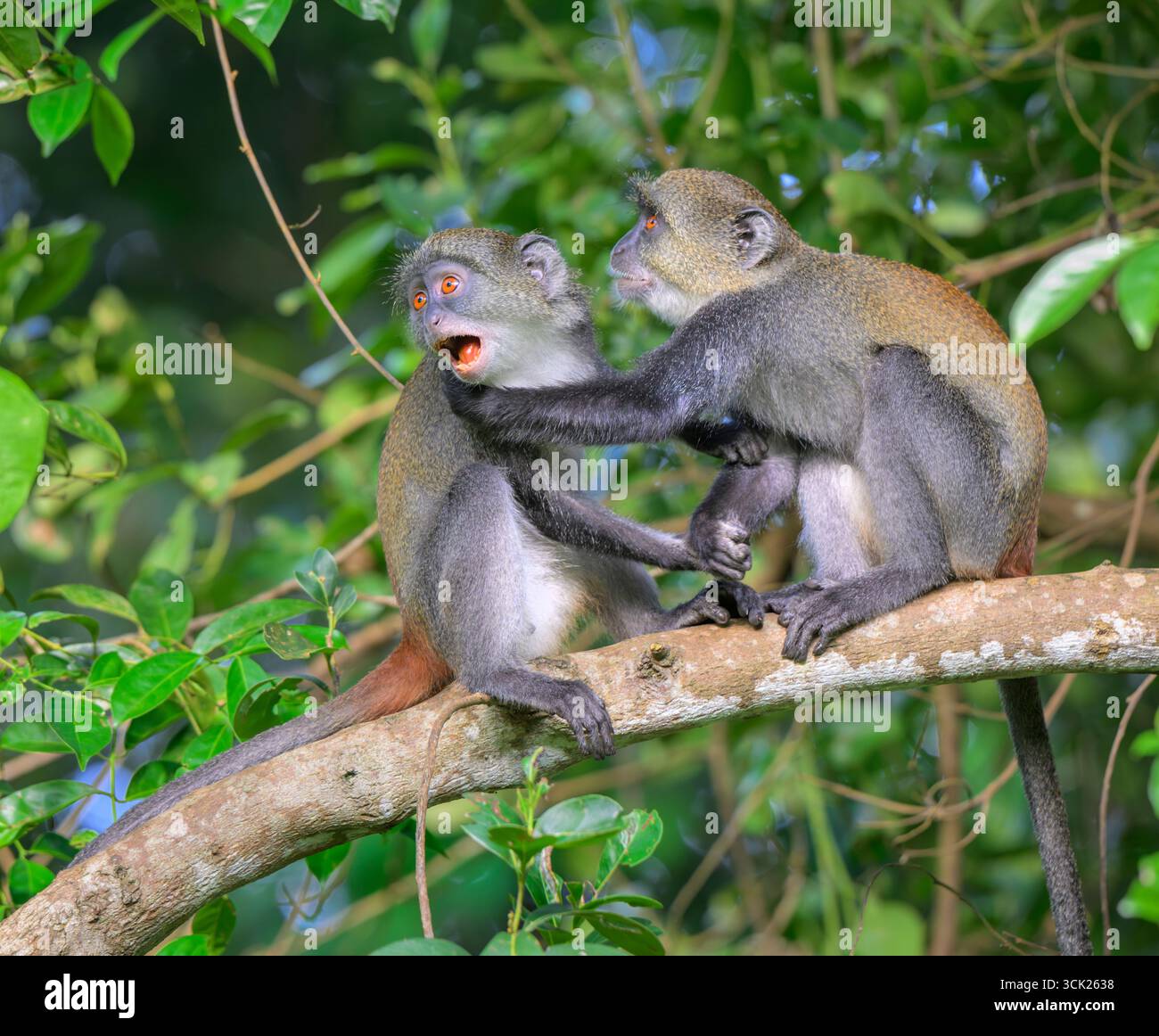 Junge Sykes' Affen oder Kolb's White Collared oder Samango Affen (Cercopithecus mitis albogularis) spielen im Walddach, Kwale County, Kenia Stockfoto