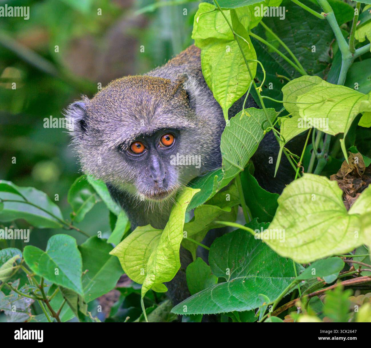 Sykes' Monkey oder Kolb's White Collared oder Samango Monkey (Cercopithecus mitis albogularis), der von einem Baum im Baumkronendach aus in Kwale County, Kenia blickt Stockfoto