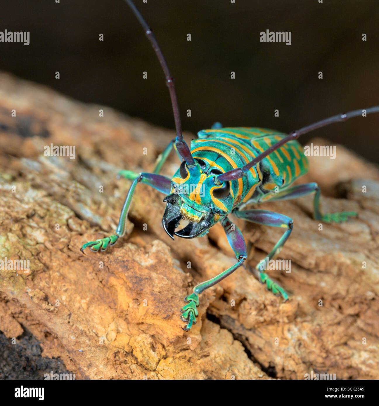 Juwel Langhorn Käfer (Sternotomis bohemani) aus nächster Nähe, Kwale County, Küste Kenia. Stockfoto