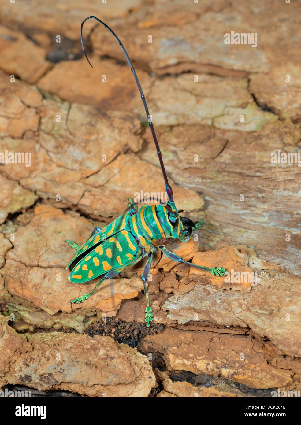 Juwel Langhorn Käfer (Sternotomis bohemani) aus nächster Nähe, Kwale County, Küste Kenia. Stockfoto