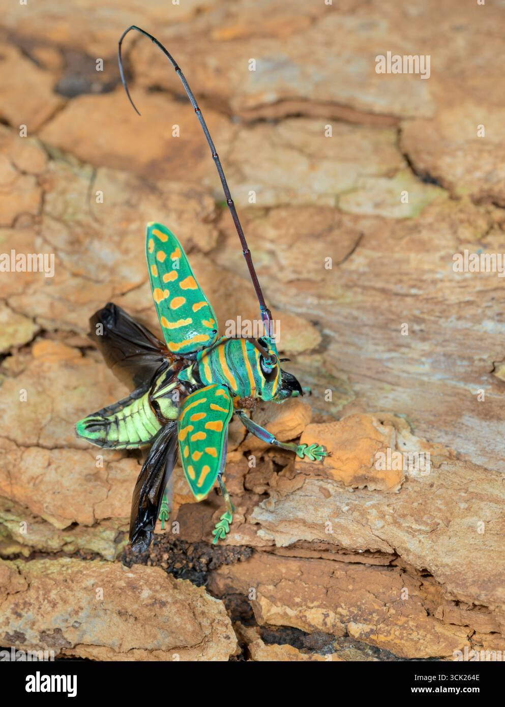 Jewel Langhorn Käfer (Sternotomis bohemani), die Flügel öffnen, bereit zum Start, Kwale County, Küste Kenia. Stockfoto