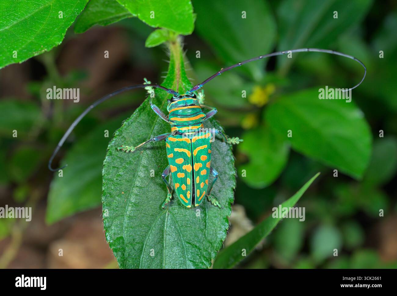 Juwel Langhorn Käfer (Sternotomis bohemani) auf Gras, Kwale County, Küste Kenia. Stockfoto