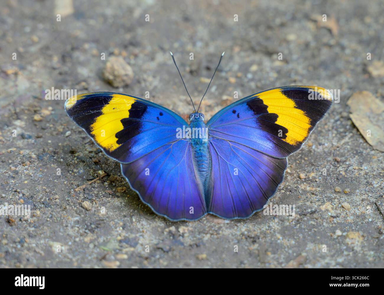 Goldener Forester-Schmetterling (Euphaedra neophron) am Boden, Kwale County, Küste Kenia. Stockfoto