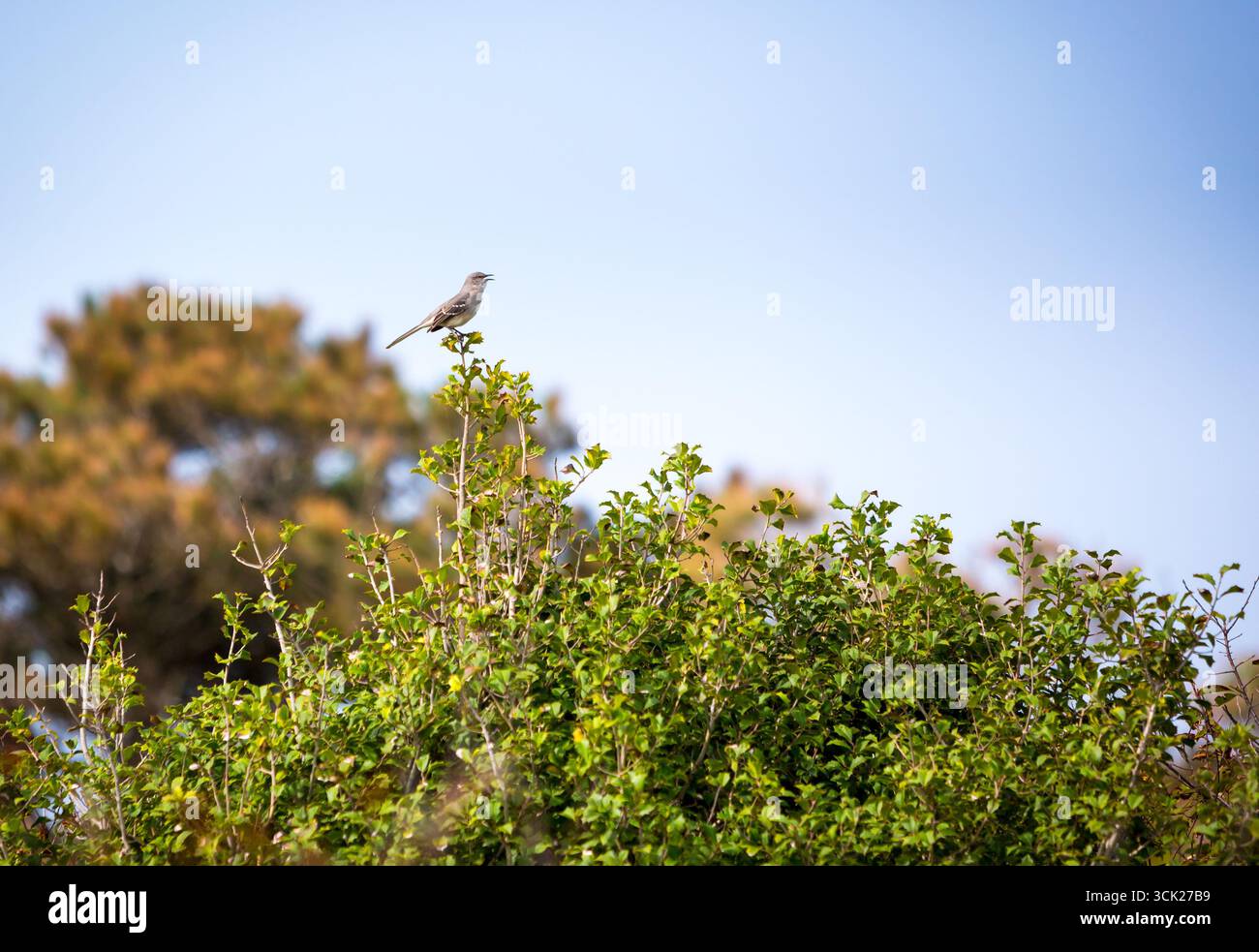 Ein Nordmockingbird (Mimus polyglottos), der in einer stechpalme in der Assateague Island National Seashore in Maryland thront Stockfoto