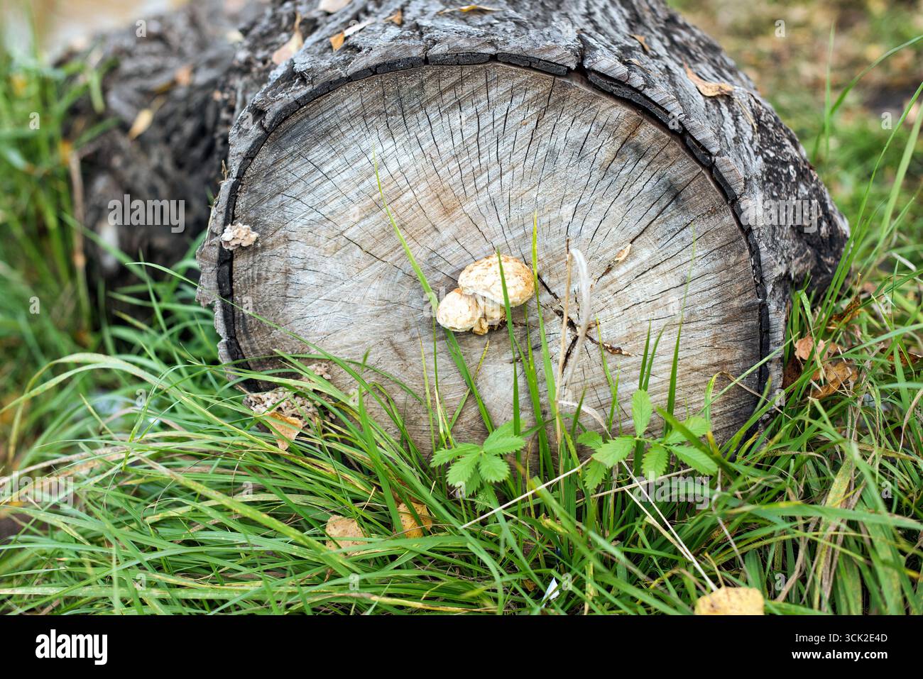 Ein Querschnitt eines Baumstamms, der im Sommer in einem Wald wächst. Stockfoto
