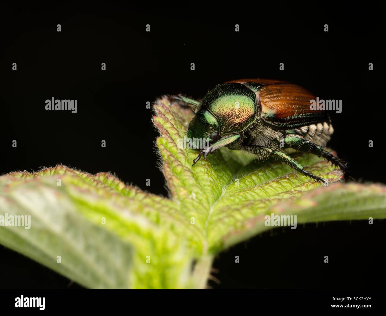 Nahaufnahme eines invasiven Insekts, eines japanischen Käfers oder Popilla japonica auf einem hellgrünen Blatt. Stockfoto