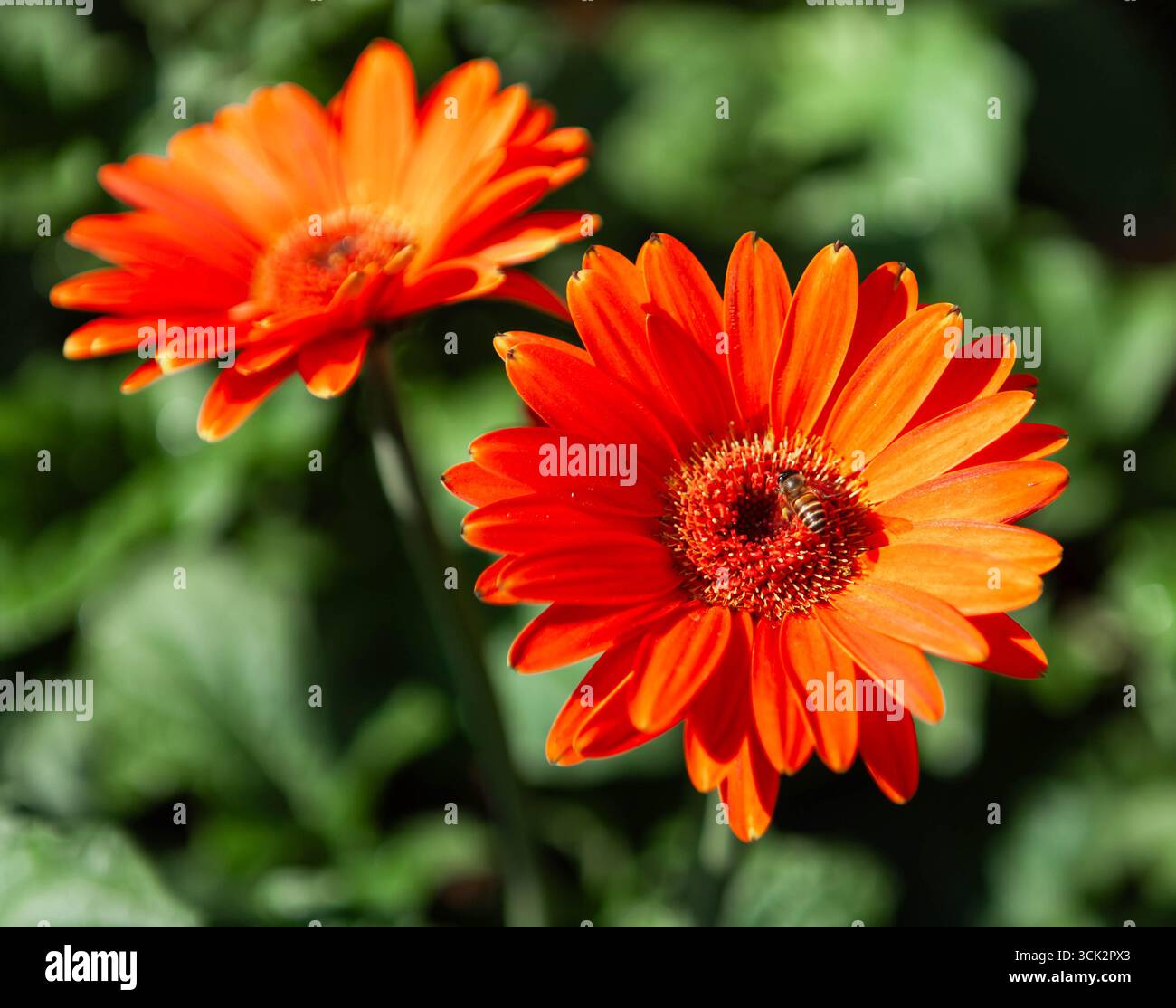 Schöne rote Gerbera-Blüten mit einer Biene. Chiang Mai Blumenfest. Thailand. Stockfoto