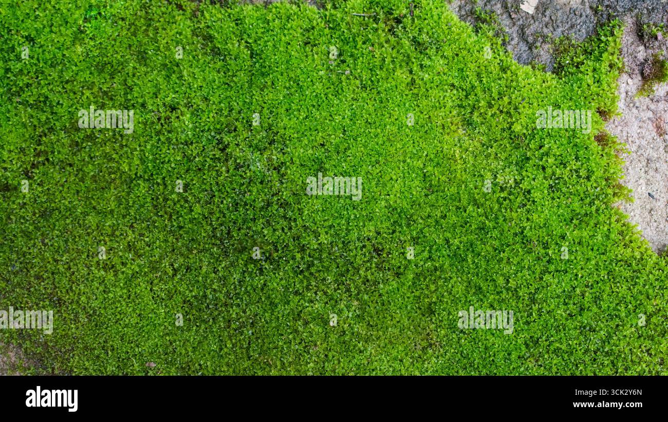 Schöne Moos-Textur, grüner Moos-Hintergrund Stockfoto