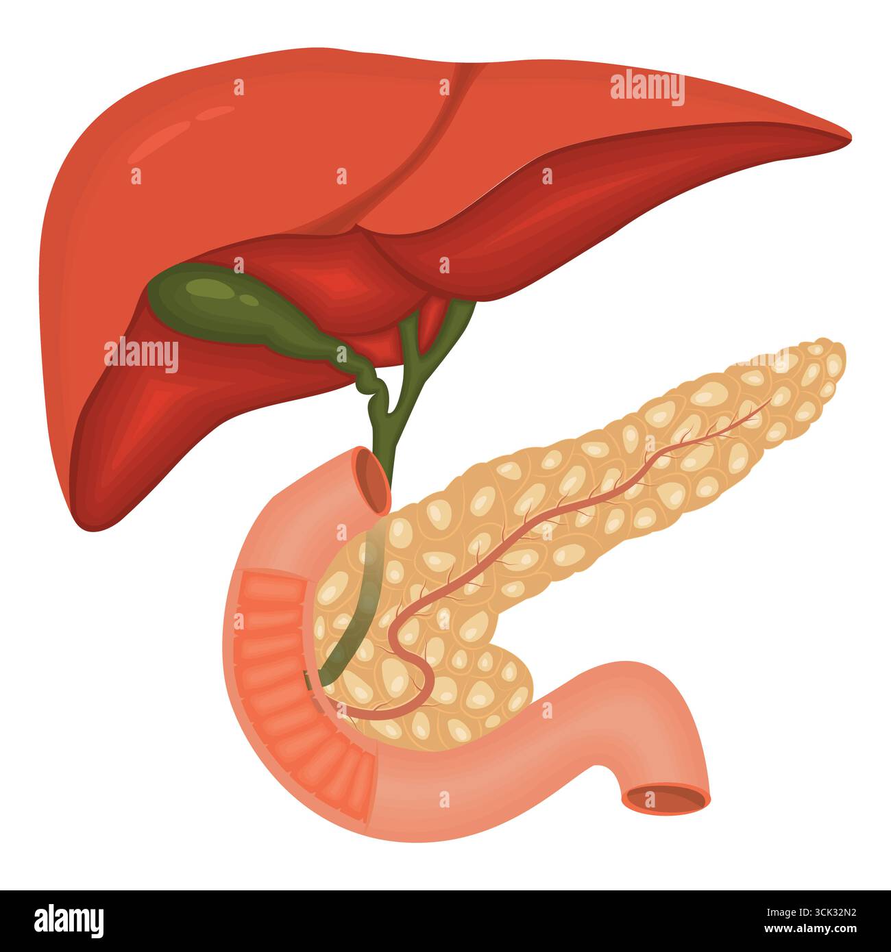 Anatomie des menschlichen Verdauungssystems mit Leber, Gallenblase, Pankreas und Zwölffingerdarm in der medizinischen Illustration. Stock Vektor