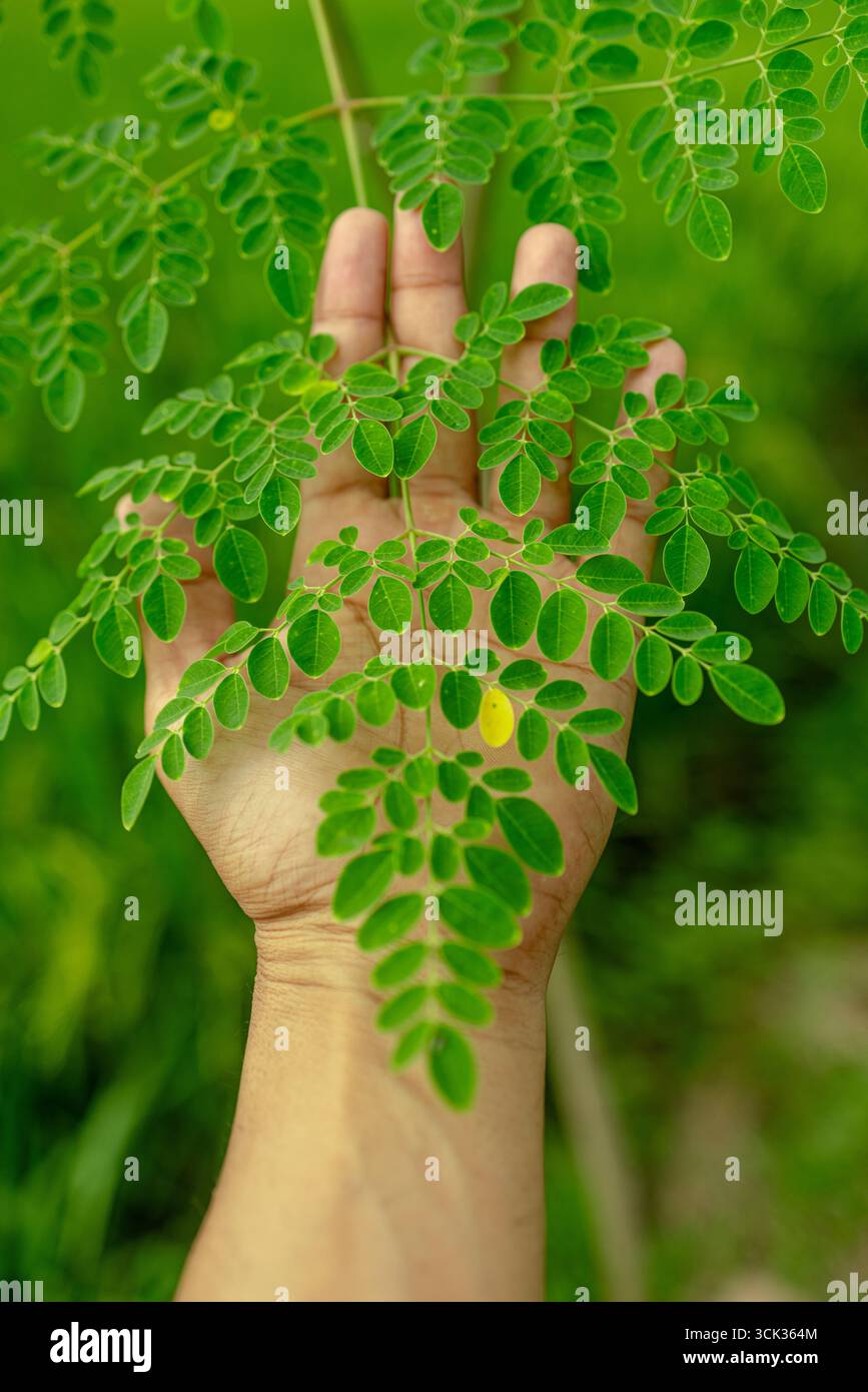 Eine Nahaufnahme auf Augenhöhe einer Hand, die sanft einen lebendigen Zweig des Moringa-Baumes (Moringa oleifera) hält. Stockfoto