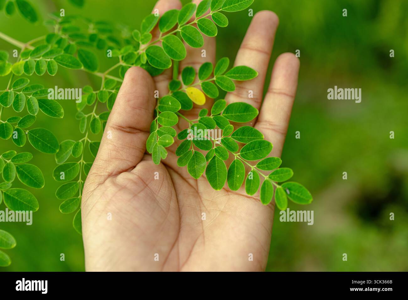 Eine Nahaufnahme auf Augenhöhe einer Hand, die sanft einen lebendigen Zweig des Moringa-Baumes (Moringa oleifera) hält. Stockfoto