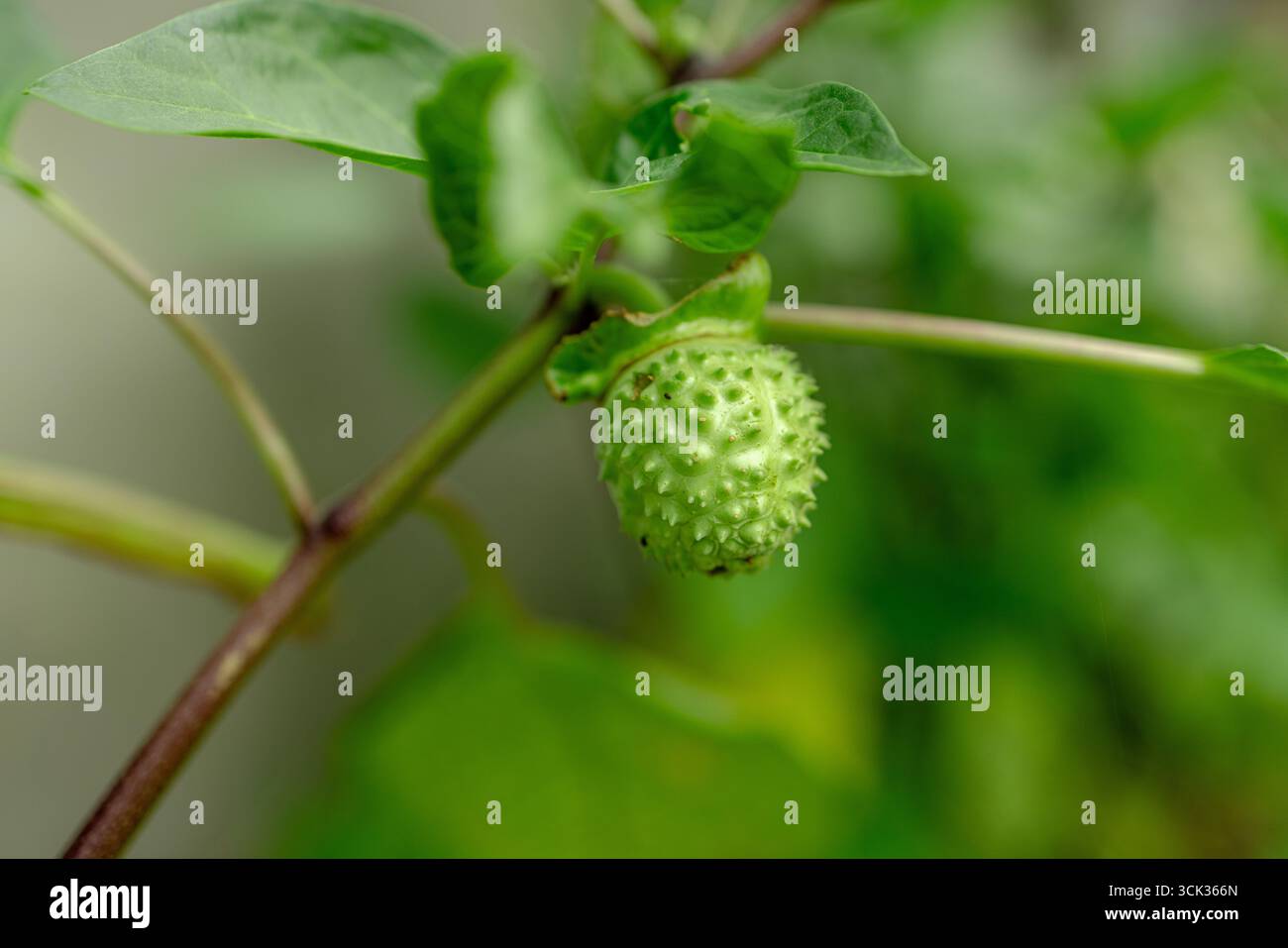 Eine Nahaufnahme der stacheligen, grünen Früchte der Daturapflanze (Datura stramonium) mit der Vordergrundfrucht im scharfen Fokus. Stockfoto