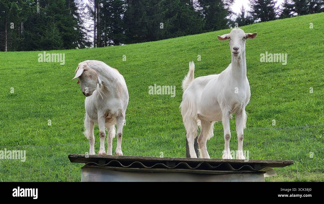 Einzigartige Landschaft mit zwei neugierigen weißen Ziegen, die auf einem kleinen Dach stehen Stockfoto