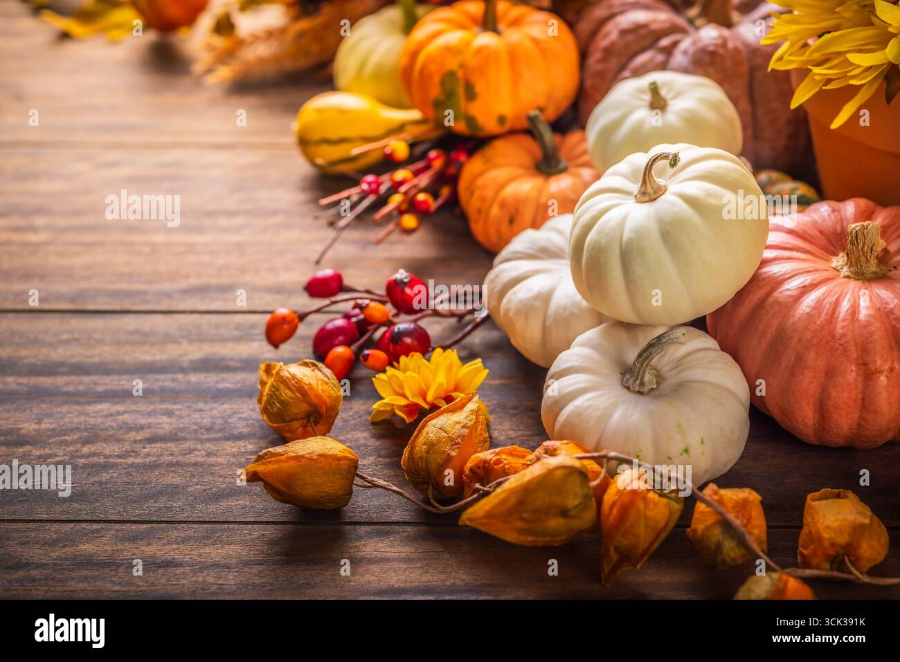 Stillleben mit Kürbissen, Herbstfrüchten und Pflanzen, Thanksgiving-Arrangement mit Kopierraum Stockfoto