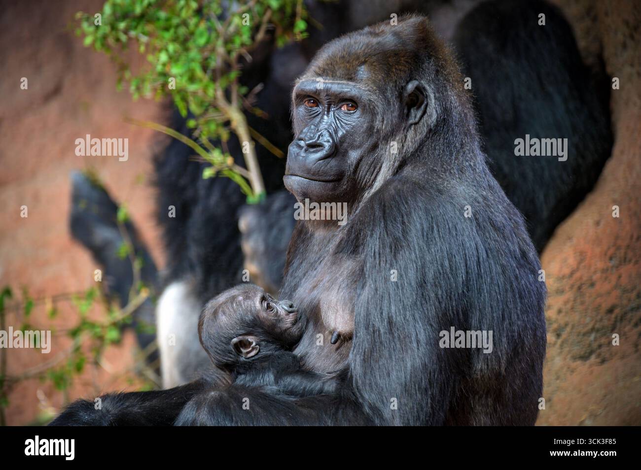 Mutter Gorilla hält und pflegt ihr Baby Stockfoto