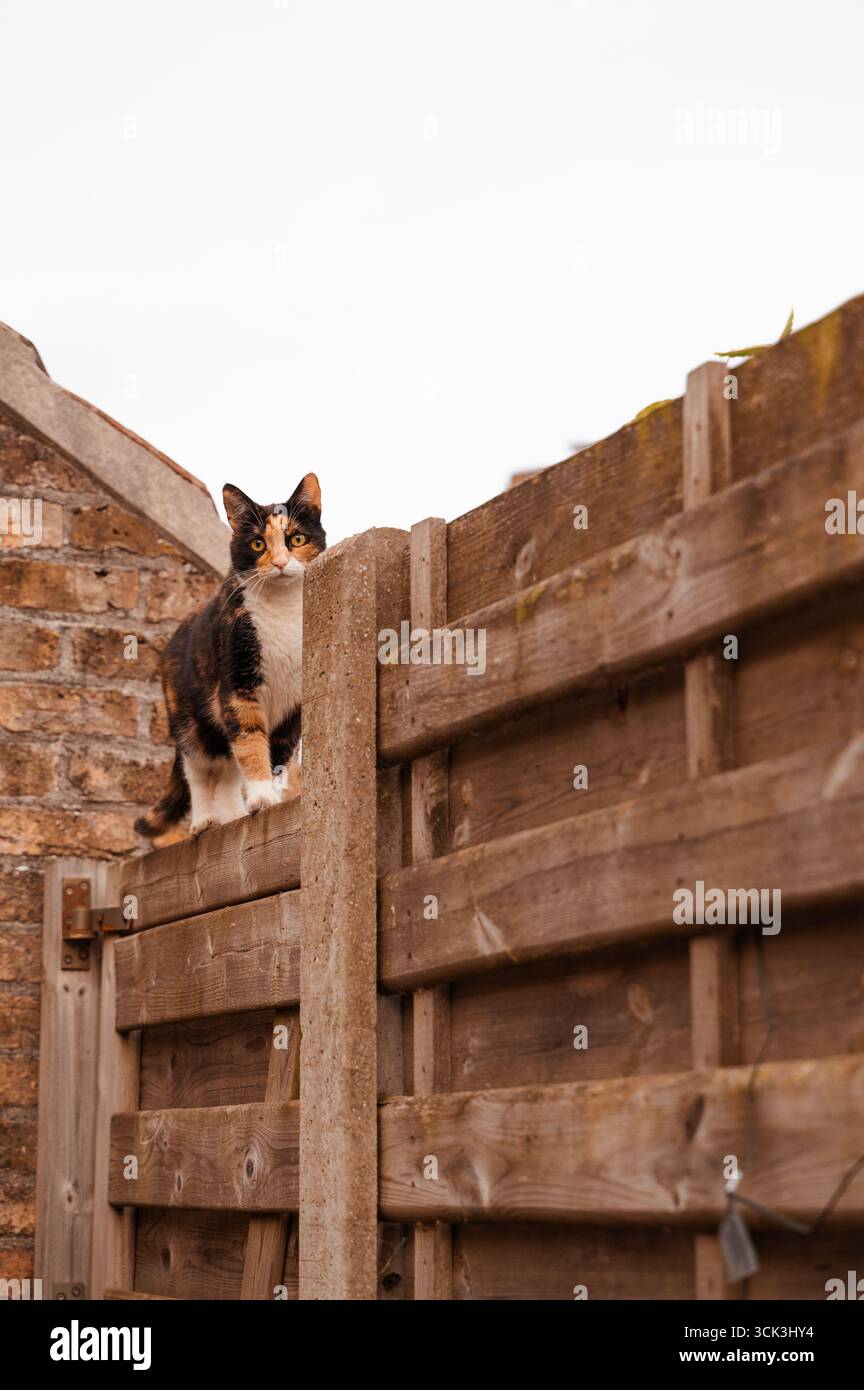 Eine Calico-Katze, die sich auf einem Holzzaun in einer wunderschönen friedlichen Umgebung im Hinterhof entspannt Stockfoto
