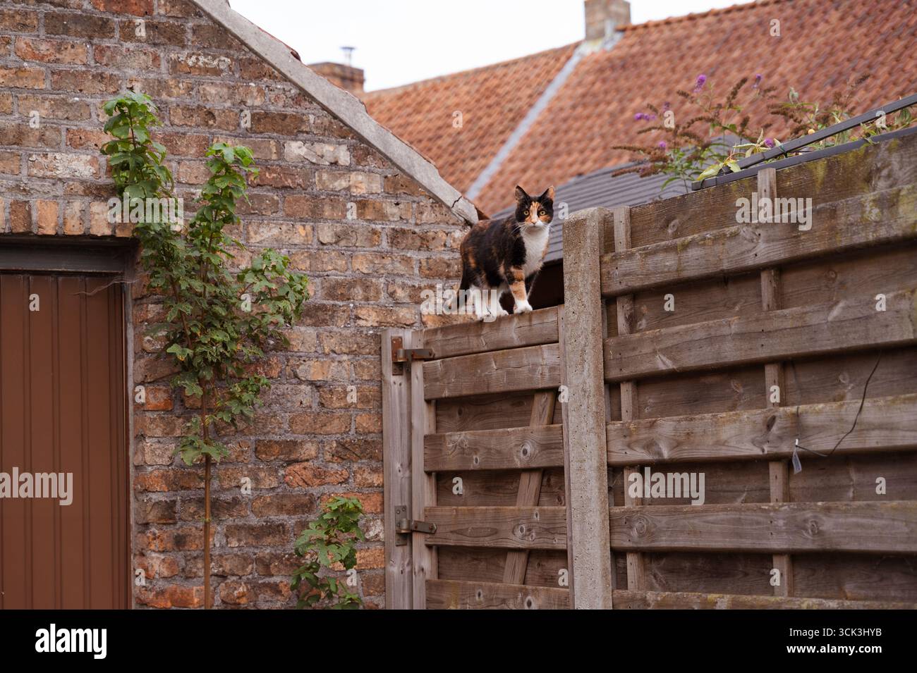 Eine neugierige Katze sitzt auf einem rustikalen Zaun in einer wunderschönen und charmanten Umgebung im Hinterhof Stockfoto