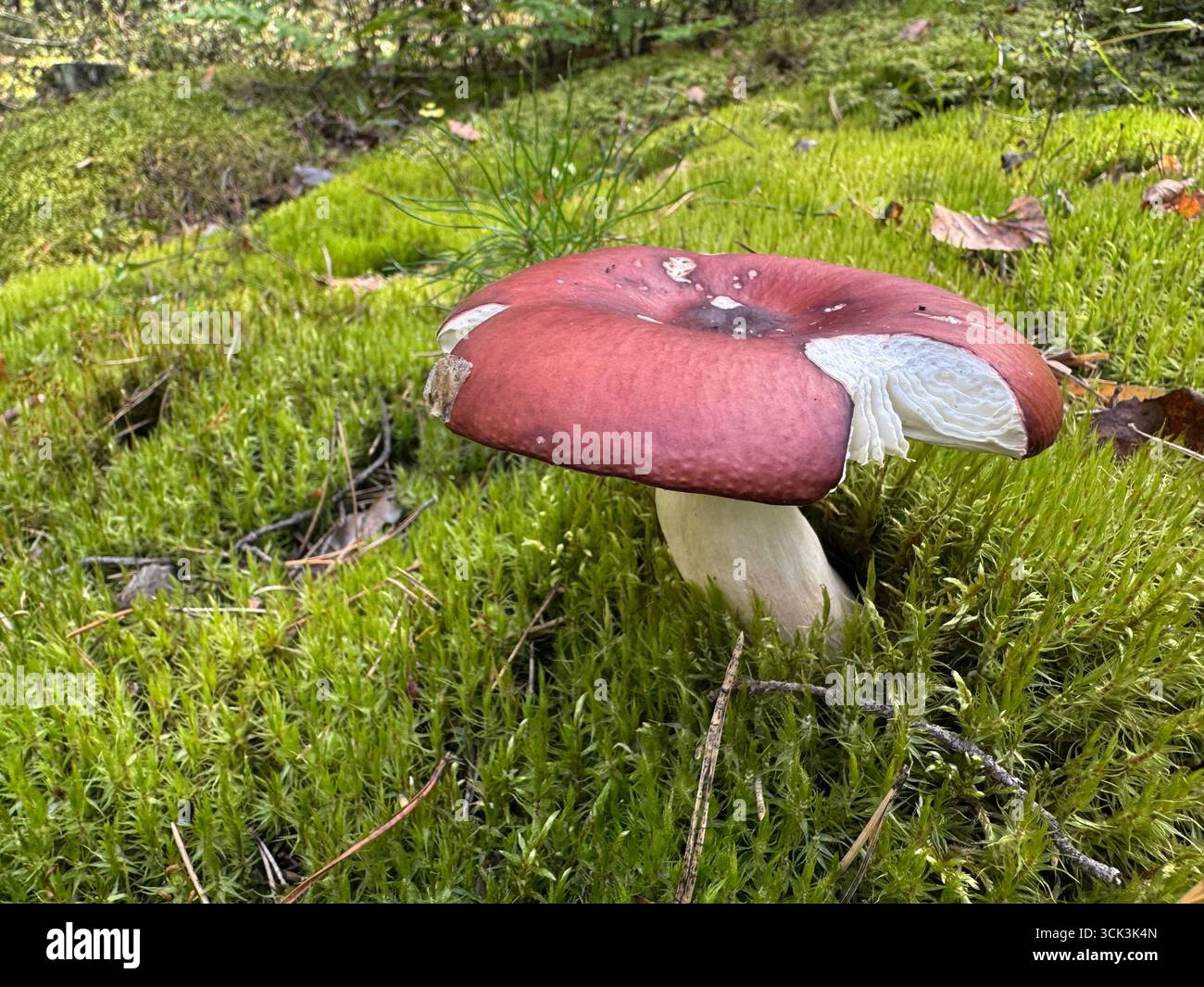 Russula emetica Pilz. Wächst im Wald zwischen Moos. Close-uo. Stockfoto