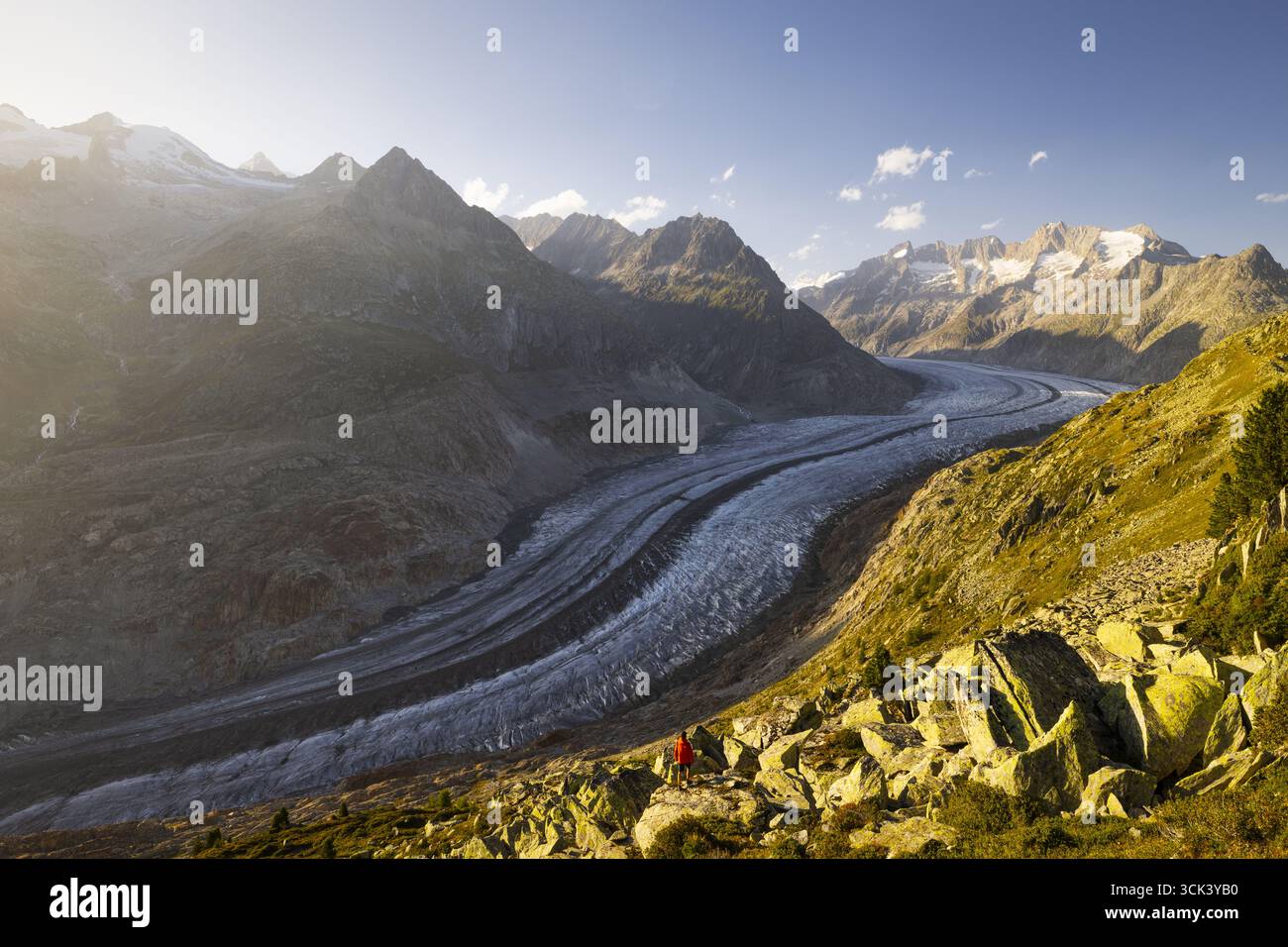 Blick auf den kolossalen Aletschgletscher schlängelt sich durch zerklüftete, sonnenverwöhnte Berge, dessen eiskaltes Blau im Kontrast zum warmen, felsigen Vordergrund steht, Aletschgletscher, Wallis, Schweiz. Stockfoto
