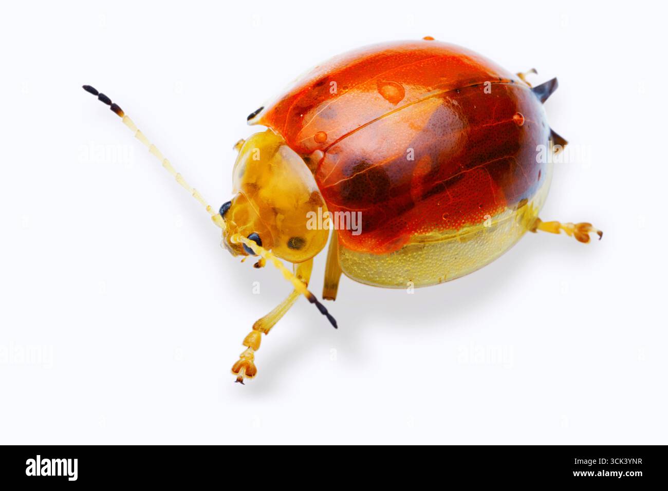 Charidotella sexpunctata, auch bekannt als goldener Schildkrötenkäfer, gehört zur Familie der Blattkäfer der Chrysomelidae. Stockfoto
