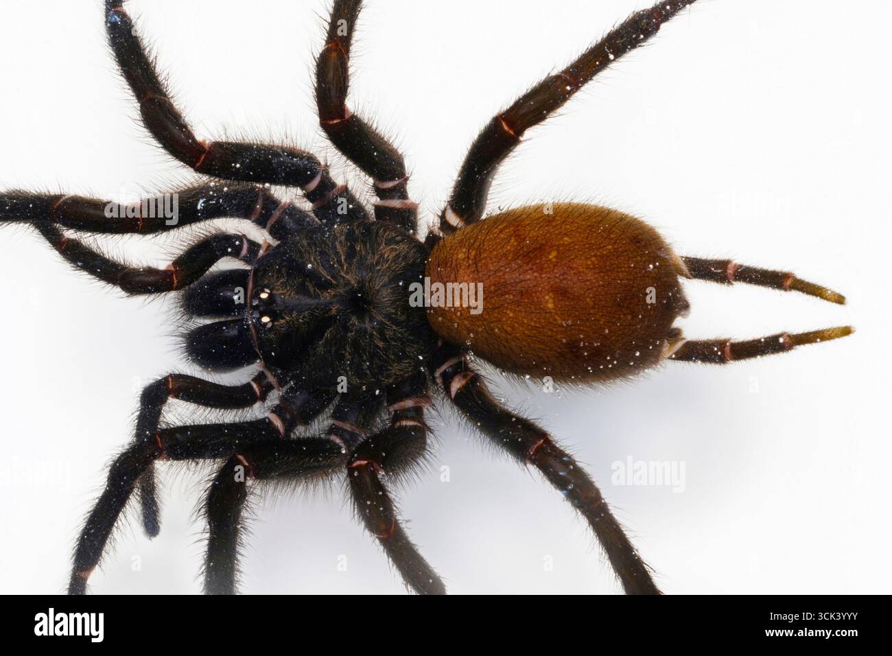 Blick von oben auf die Spinne Macrothele spp., aufgenommen in Nordosten Indiens. Stockfoto