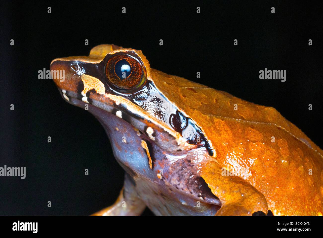 Detaillierte Nahaufnahme von Xenophrys Major, einer weit verbreiteten Krötenart, einheimisch in Nordostindien, Burma, Thailand, Kambodscha, Laos, Vietnam und den Süden Stockfoto