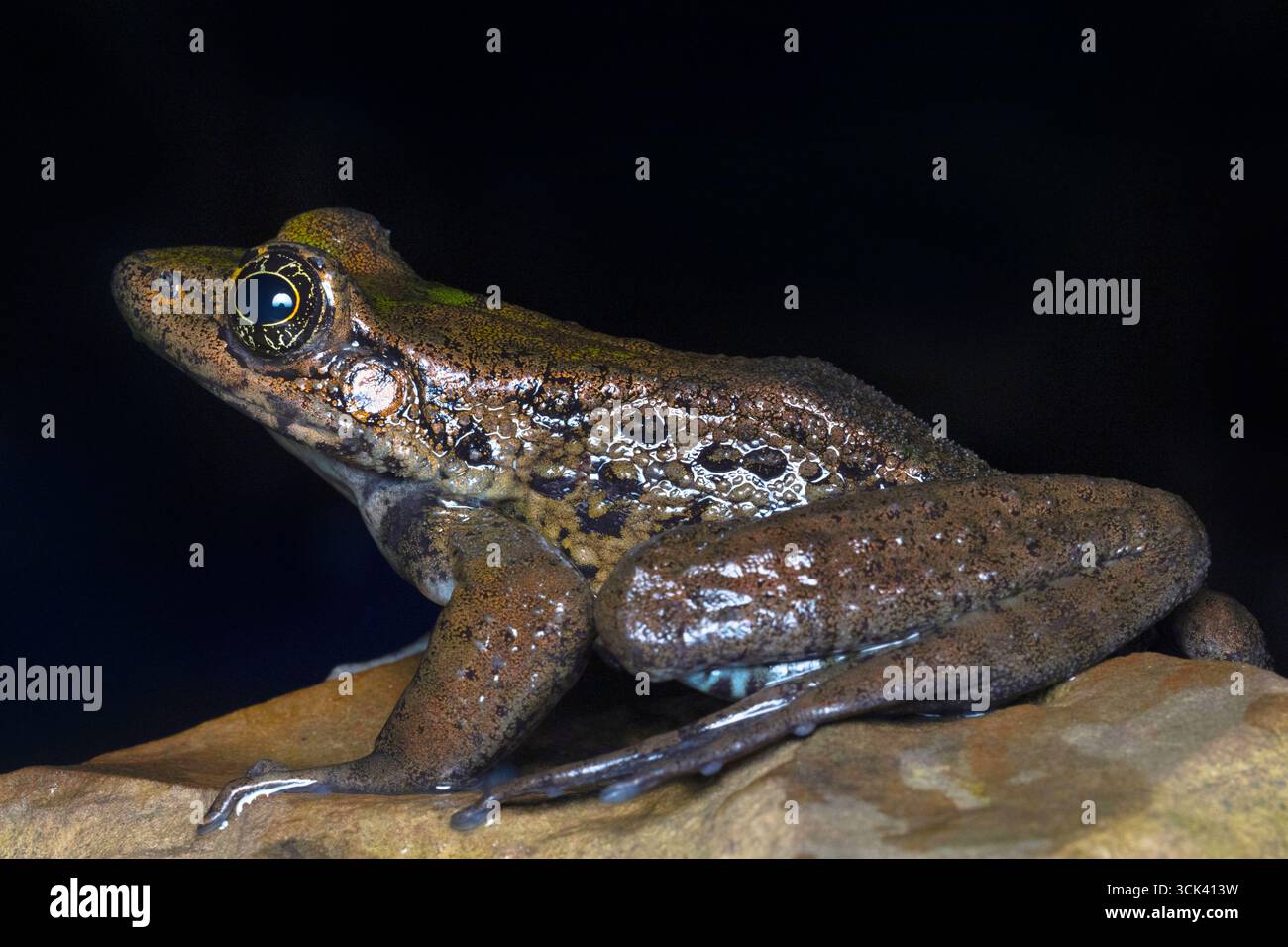 Odorrana mawphlangensis, eine Froschart der Ranidae-Familie, ist im Nordosten Indiens endemisch und erstreckt sich möglicherweise bis nach Bhutan und Nepal. Stockfoto