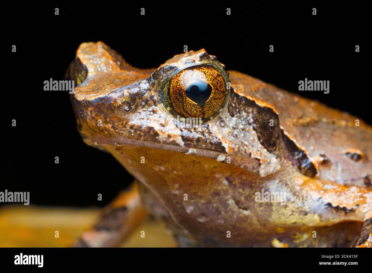 Die Boulenophrys, eine Gattung von Fröschen innerhalb der Familie der Megophryidae, sind in Regionen des chinesischen Festlandes, Südostasiens und Nordostindiens beheimatet. Stockfoto