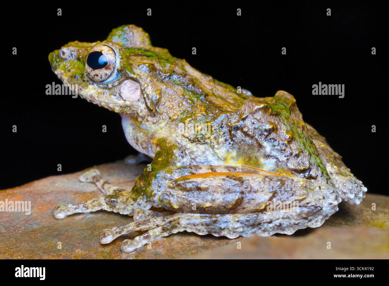 Ein lebendiger Polypedates Leucomystax, der allgemein als der asiatische Baumfrosch bekannt ist, wurde im reichen Indo-Burma-Biodiversitätszentrum gefangen. Stockfoto