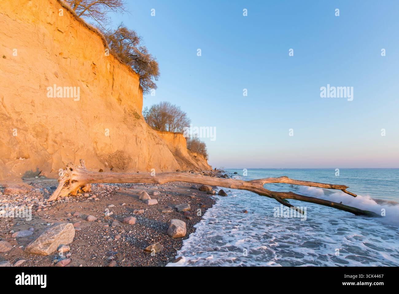 Toter Baum am Brodtener Ufer, einer Klippe an der Ostseeküste, bei Sonnenaufgang. Schleswig-Holstein, Deutschland Stockfoto