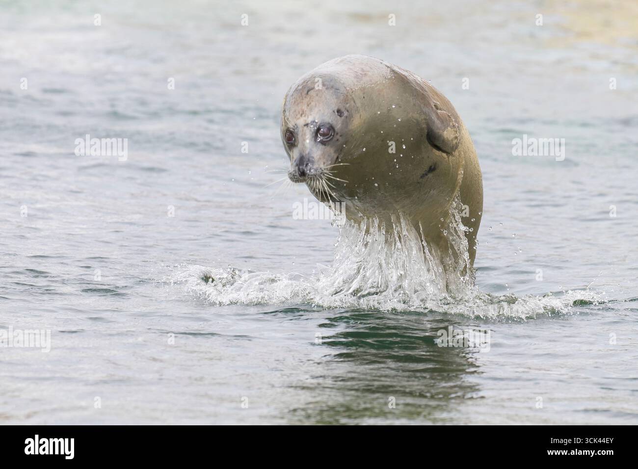 Hafenrobbe (Phoca vitulina), Schweinswale. Deutschland Stockfoto