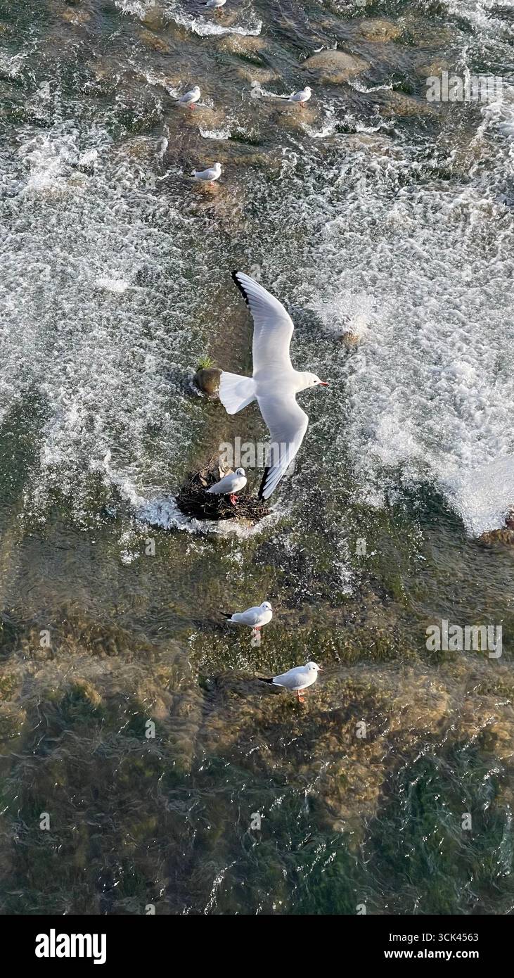 Eine anmutige Möwe im Flug schwebt über einem rauschenden Bach, während andere auf Felsen unter ihnen ruhen. Ein dynamischer Moment im Fluss der Natur. - Smartphone-aufgenommenes Stockfoto