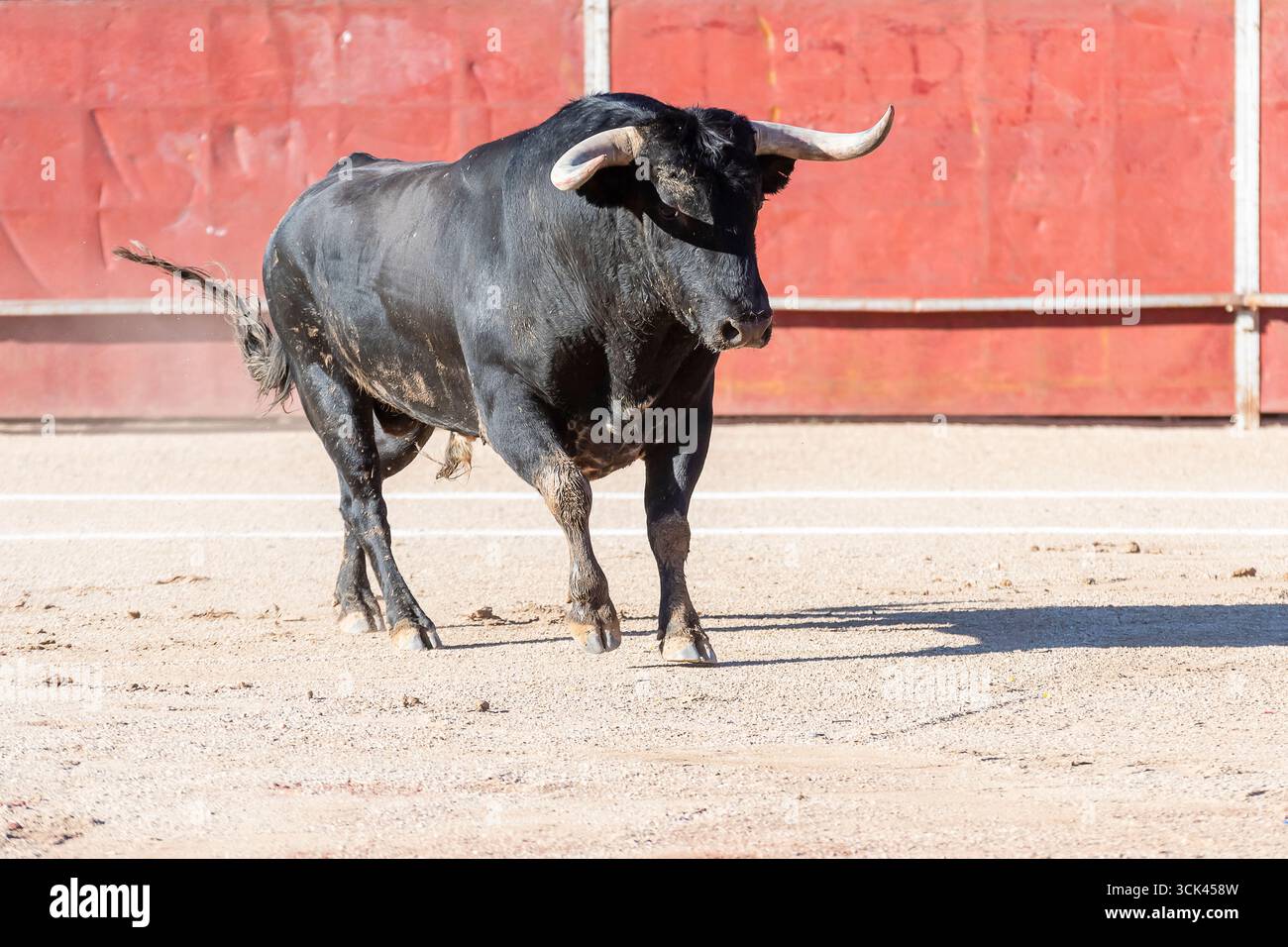 Ein robuster schwarzer Stier streift an einem sonnigen Nachmittag über eine Sandarena, umgeben von leuchtend roten Barrieren. Stockfoto