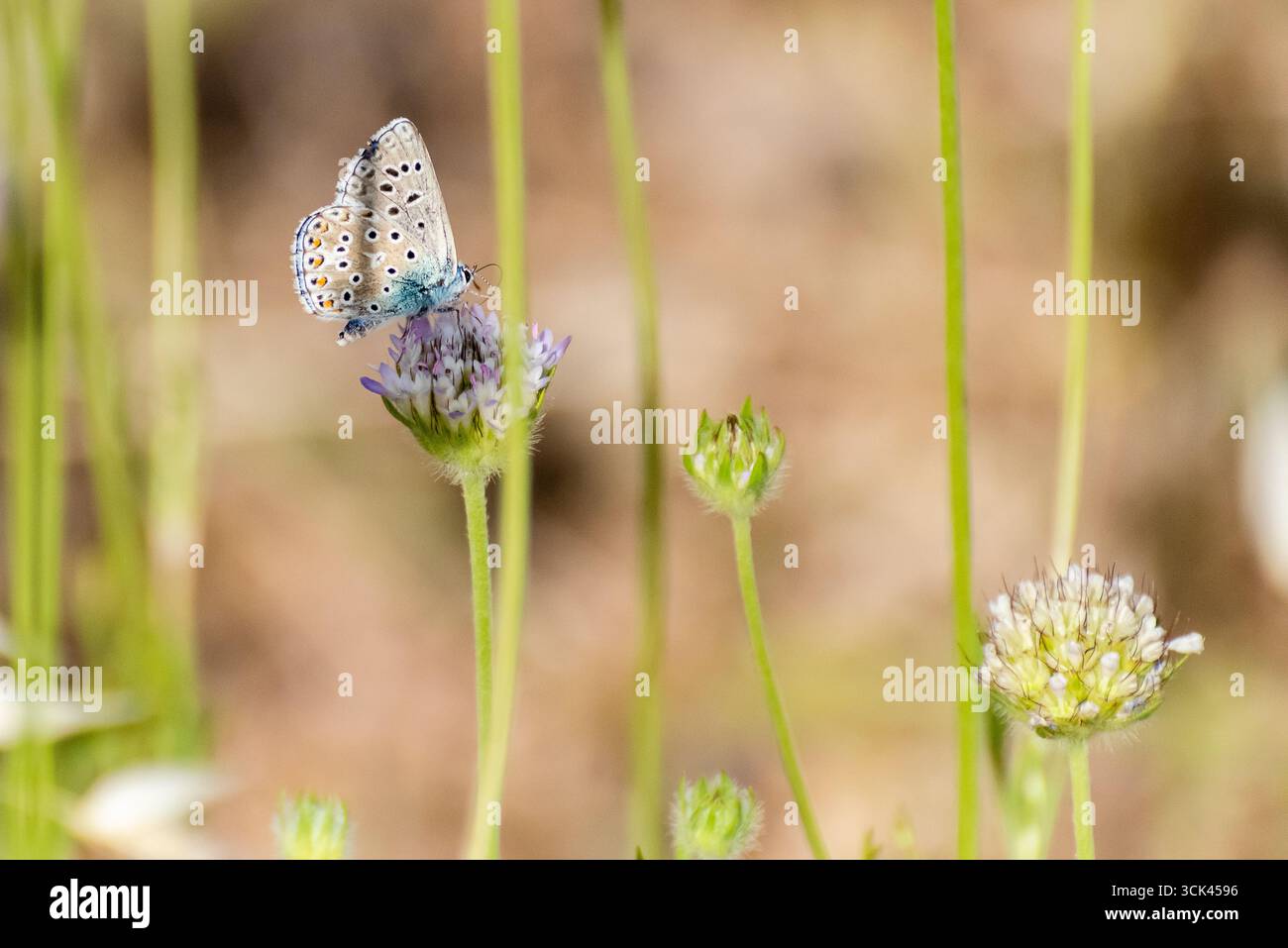 Farbenfroher Schmetterling thront auf einer blühenden Wildblume in einem lebendigen Feld unter hellem Sonnenlicht. Stockfoto