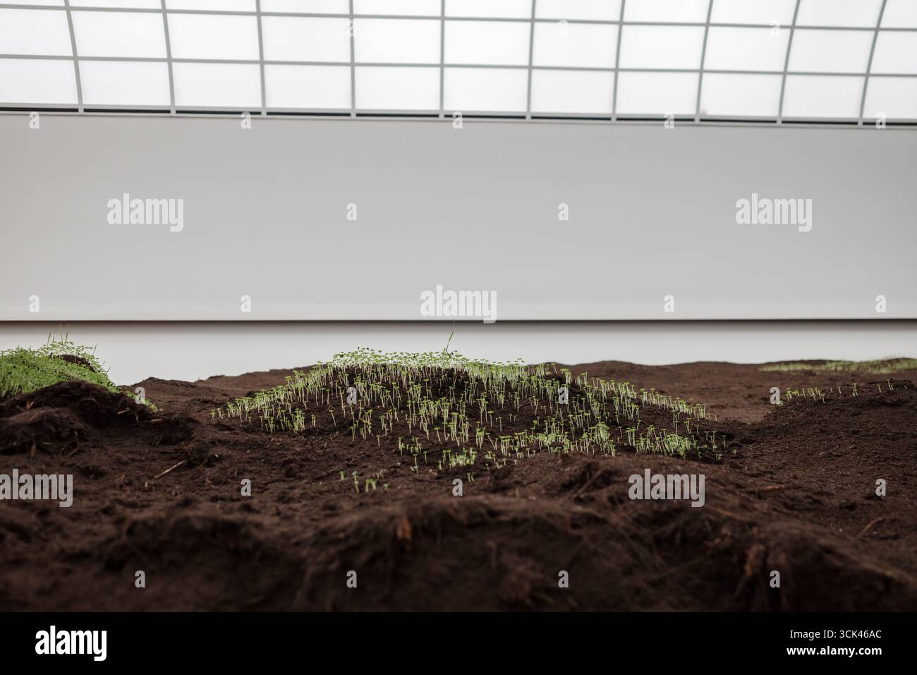 Junge grüne Setzlinge, die aus dunklem Boden unter einem großen Oberlicht in einer Innenumgebung sprießen. Stockfoto