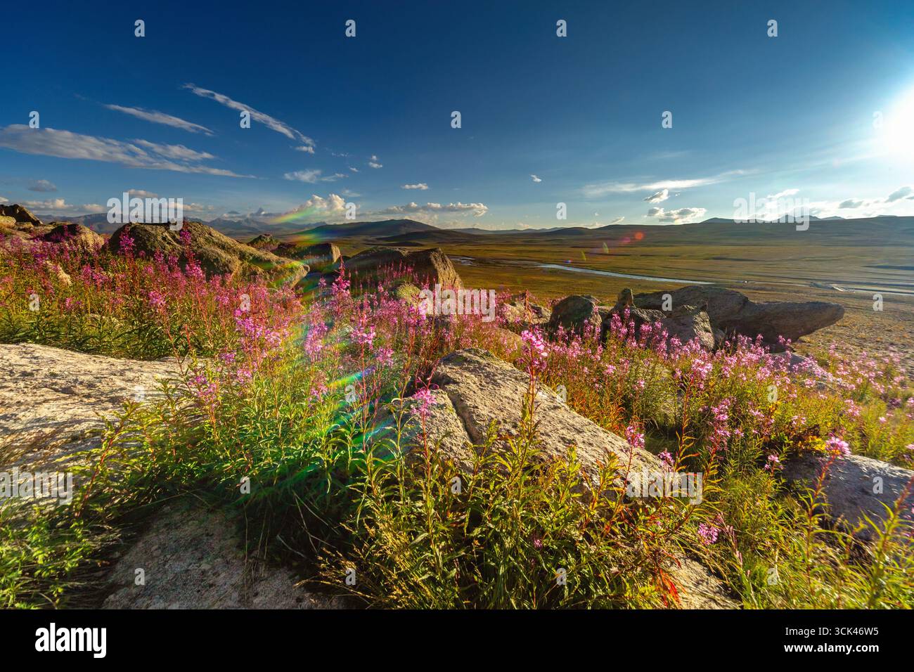 Blick auf leuchtende rosafarbene Wildblumen, die aus felsigen Felsvorsprüngen unter einem weiten Himmel platzen, mit einem schwachen Regenbogenbogen über der fernen Ebene, dem Deosai National Stockfoto