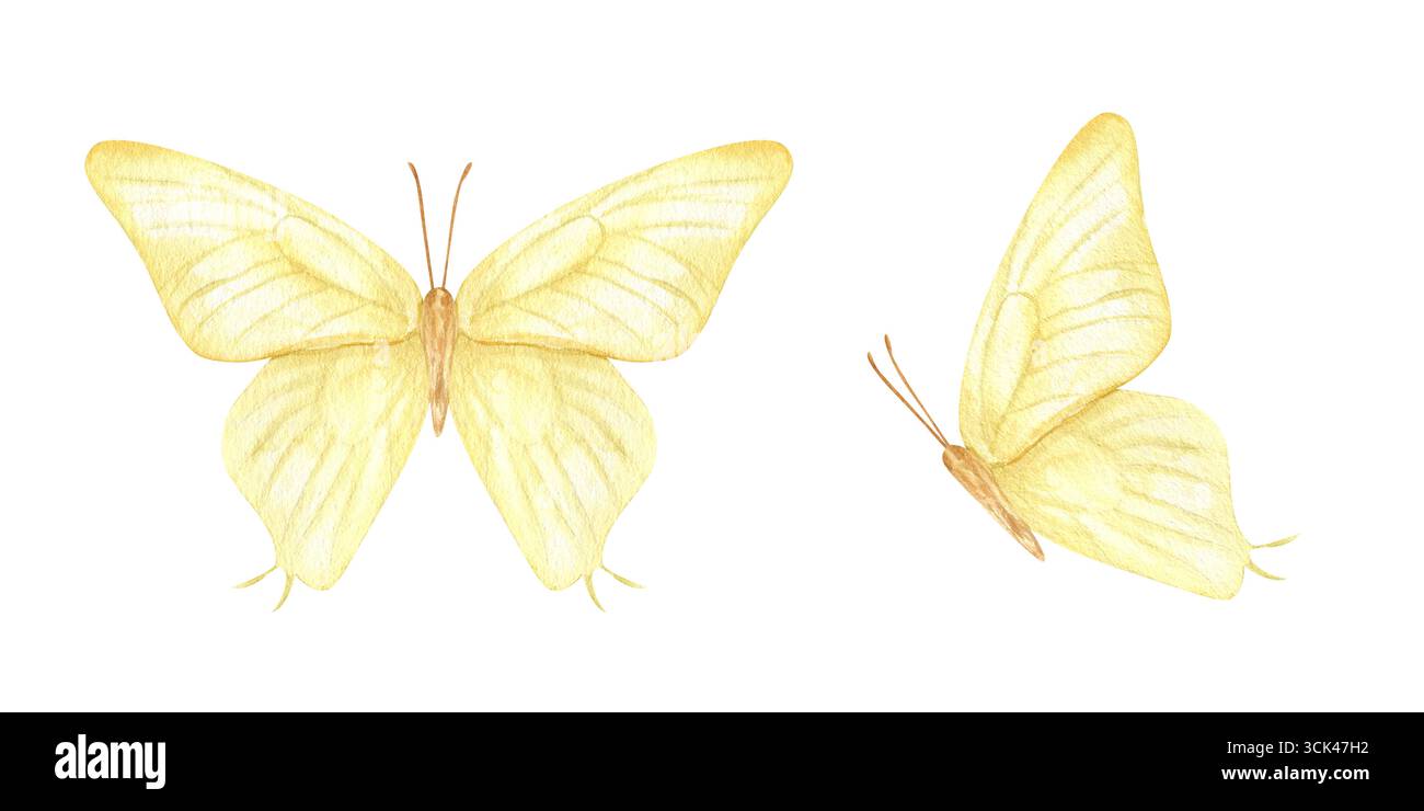 Zwei gelbe Schmetterlinge im Flug Aquarell ClipArt auf isoliertem Hintergrund. Vorderansicht und Seitenansicht. Handgemalte ätherische Motte für Kinderzimmer Dekor, W Stockfoto