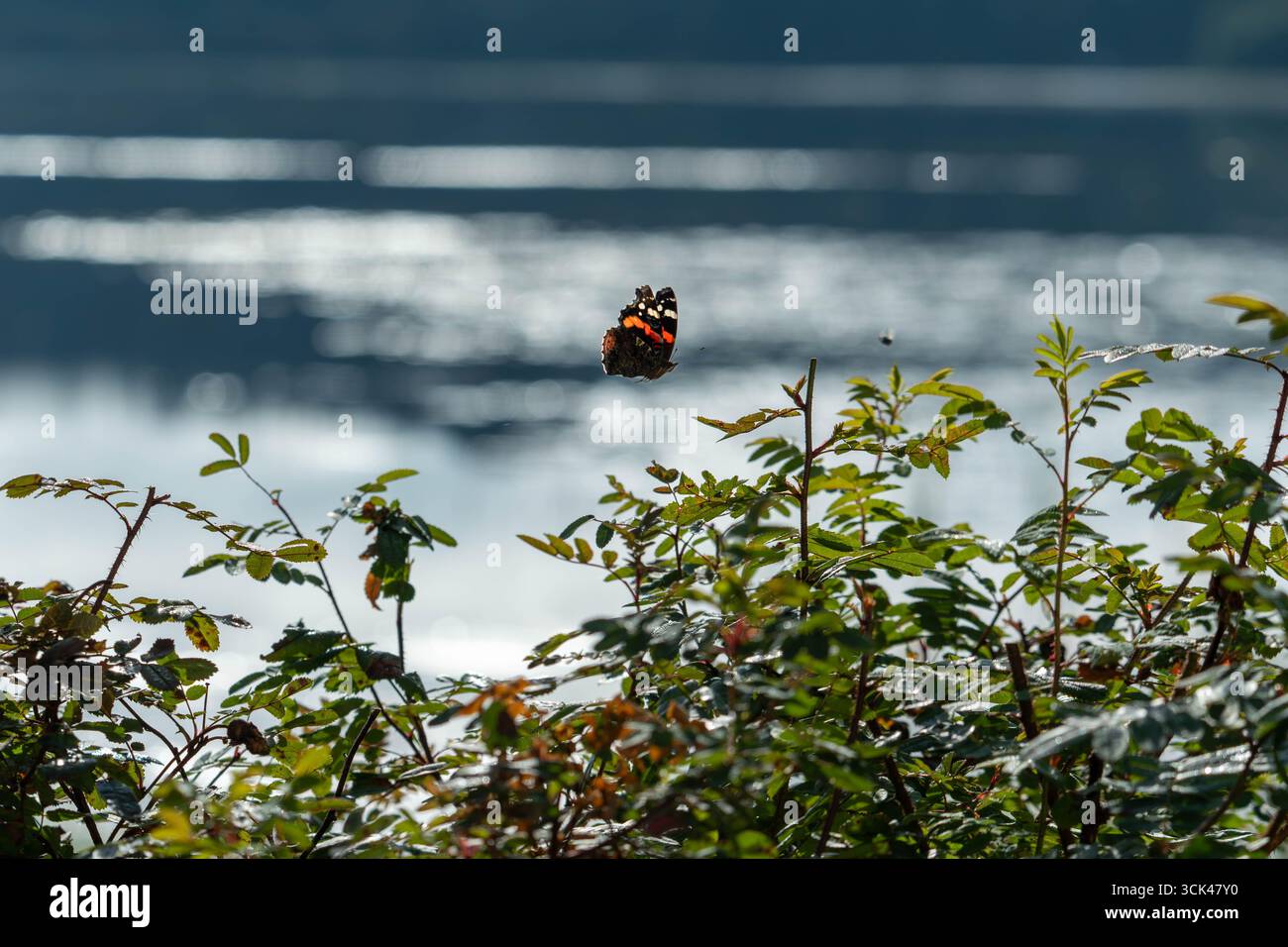 Ein Monarch-Schmetterling, der an einem warmen Spätsommermorgen über eine Bürste fliegt. Stockfoto
