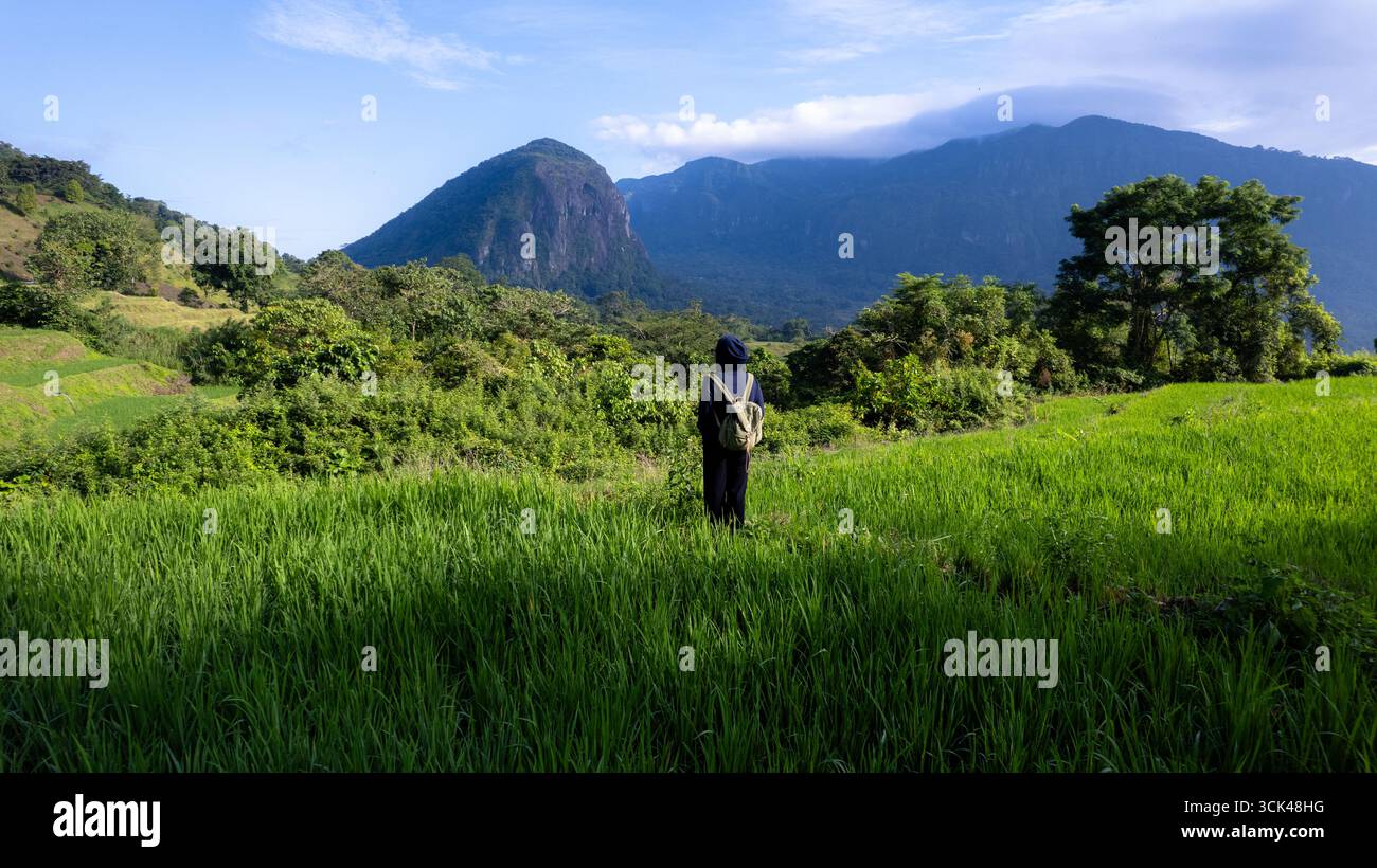 Aus der Vogelperspektive einer Person, die in lebhaften grünen Reisfeldern vor dem Hintergrund majestätischer Berge und üppiger Wälder steht, Soppeng, Sulawesi Selatan, in Stockfoto