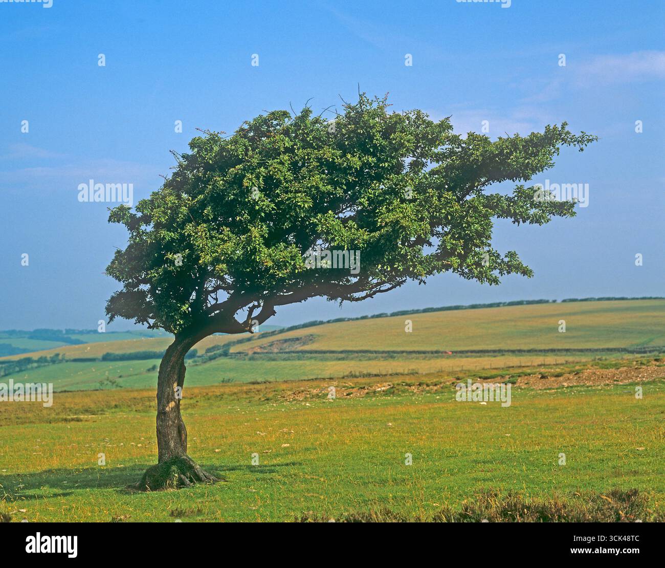 Weißdorn (Crataegus oxyacantha) auf Exmoor, England, gebeugt durch die konstanten Westwinde Stockfoto