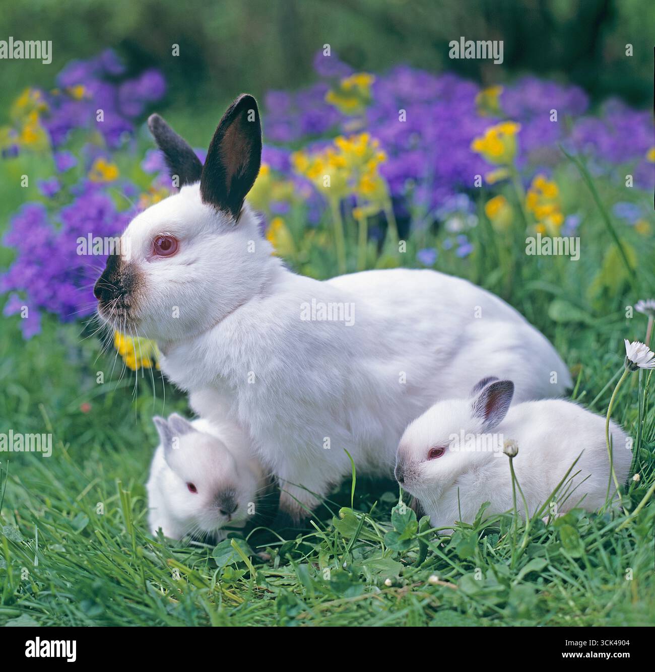 Himalaya-Kaninchen. Zwei Erwachsene, Teil nebeneinander auf einer Wiese. Deutschland Stockfoto